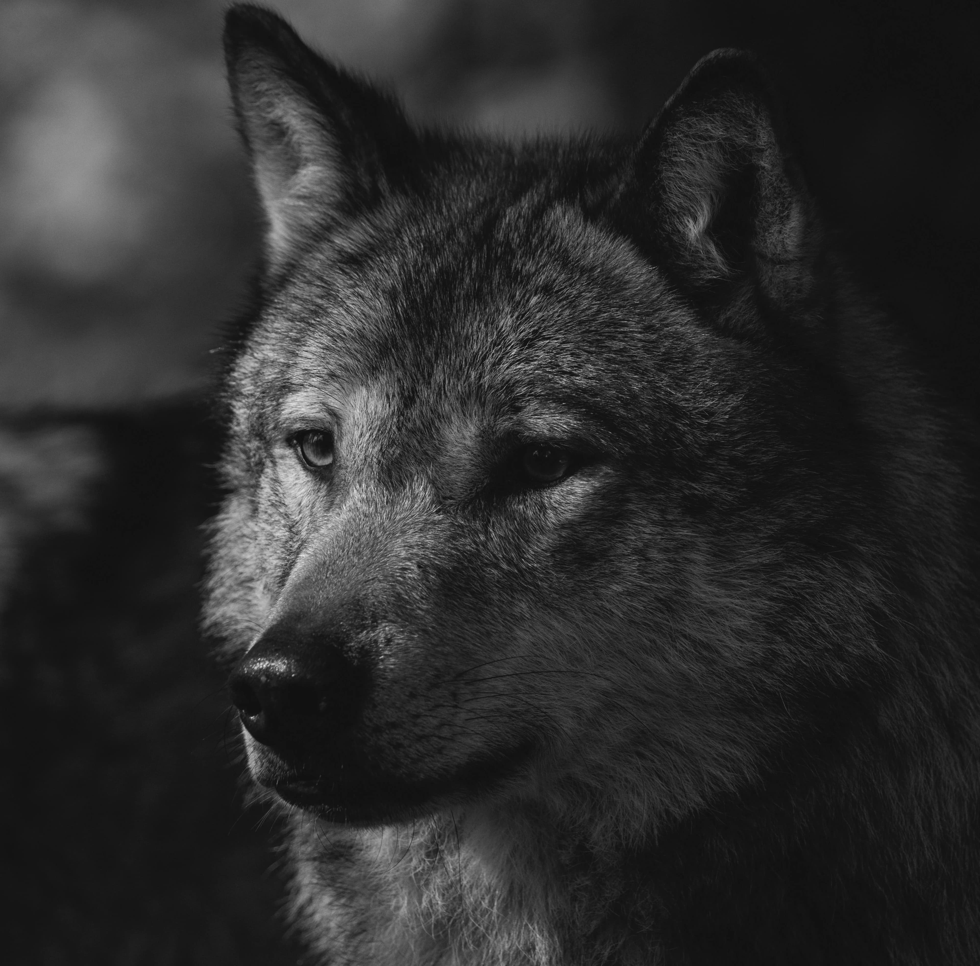 Wolfie
